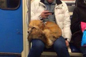 Лиса, свернувшись калачиком, каталась в киевском метро