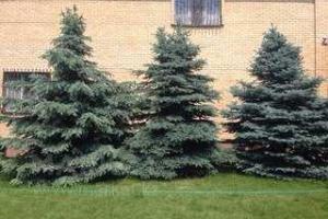 В Мариуполе уже "готовятся" к Новому году: неизвестные в центре города похитили шесть голубых елей 