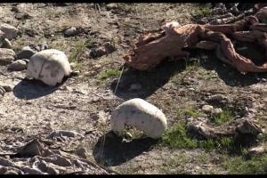 Страшная находка: В Ираке обнаружили массовое захоронение заминированных трупов жертв ИГИЛ