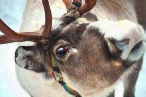 С российской резиденции Деда Мороза украли "новогоднего" оленя