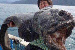 Последствия ядерной катастрофы в Японии: у берегов Фукусимы поймали рыбу-мутанта с огромной головой