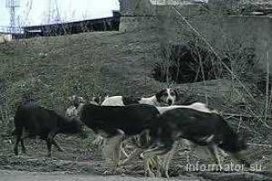 Жителям Горловки страшно ходить по городу из-за собак