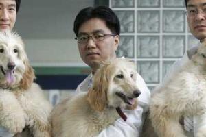 Китайские ученые готовы к массовому клонированию людей 