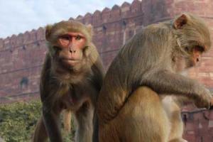 В Индии обезьяны насмерть закидали камнями священника 