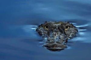 Во Флориде аллигатор съел вора 