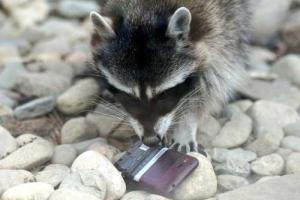 Банда енотов в Московском зоопарке обкрадывает посетителей 