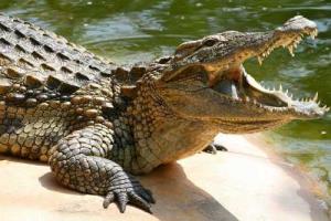 В австралийском городе нашествие крокодилов: людей эвакуируют