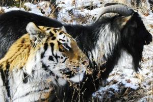 Тигра Амура и козла Тимура ждет новогодний сюприз