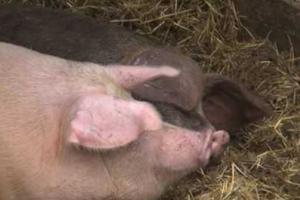 Бойцы ВСУ откармливают свиней по имени «Путин» и «Кабаева»