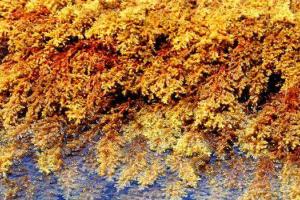 Ученые предложили заряжать мобильные телефоны от водорослей