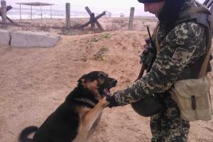 На границе с Крымом служебный пес оккупантов сбежал к украинским пограничникам