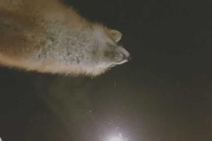 На севере России лиса стащила камеру и сняла ролик о своих похождениях. Видео