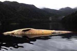 Более 300 китов выбросились на берег в Южной Америке. Видео