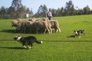 Боле тысячи румынских пастухов прорвались к зданию парламента