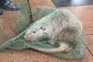 Крыса, размером с собаку, напугала китайских студентов