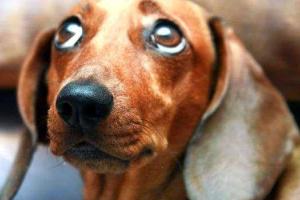 Журналист из РФ предложил заменить «голову» Крыма на собаку