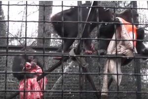 В ялтинском зоопарке обезьян пытаются согреть одеялами