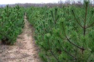 В "ДНР" готовятся к Новому году, уже устанавливают елку 