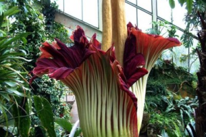 В ботаническом саду Австралии зацвел редчайший «трупный цветок»