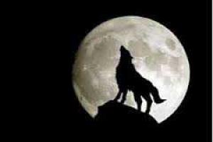 В темной Алуште ночами воют волки