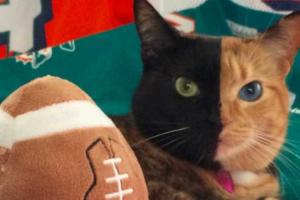 Необычная "двуликая" кошка стала новой звездой интернета. Видео