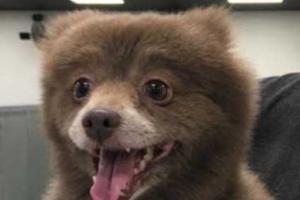 «Странное животное» вызвало споры в социальных сетях