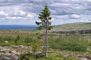 Обнаружено древнейшее живое дерево на Земле