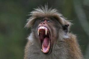 В Таиланде обезьяна укусила мальчика из России