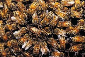 Мужчина нашел под панелью своего автомобиля огромный пчелиный рой