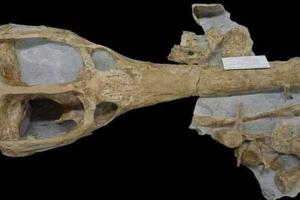 Найдены останки самого крупного морского крокодила в мире