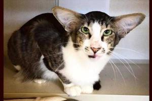 Найден кот-двойник нового злодея из «Звездных войн» 