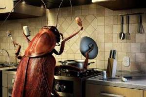 Ученые рассказали, сколько видов насекомых живет в доме каждого человека 