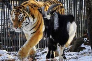 В Москве проходит акция в поддержку козла Тимура как кандидата в Госдуму 