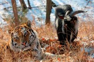 В российском зоопарке странная дружба между тигром и козлом закончилась попыткой убийства