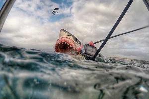 Огромная белая акула напала на пляж в Австралии