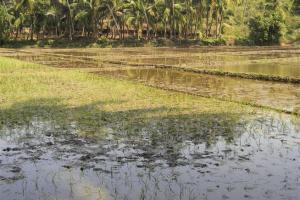 Турист из США погиб, убегая от разъяренных жителей Индии