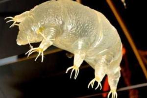 Японские ученые успешно оживили животное спустя 30 лет после заморозки