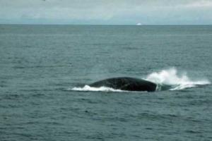У берегов Южной Кореи паром столкнулся с китом