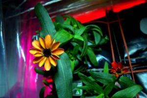 На борту МКС впервые в истории распустился цветок