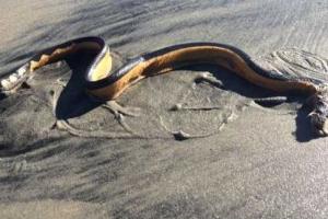 На пляжи Калифорнии море выносит ядовитых змей