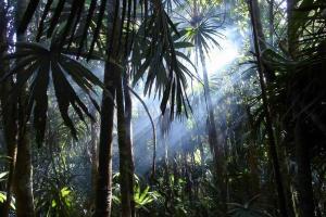 В джунглях центральной Америки найден «Белый город», считавшийся мифом