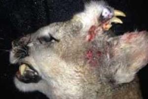 Уникальную пуму-монстра с зубами на лбу убили в США