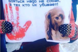 В оккупированном Донецке люди протестуют против отстрела собак