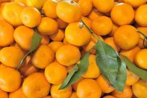 В России уничтожили партию турецких мандаринов весом более 200 кг