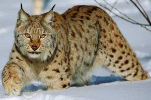 Житель Омской области во дворе собственного дома забил насмерть дикую рысь