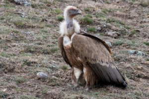 В Ливане птицу заподозрили в шпионаже в пользу Израиля