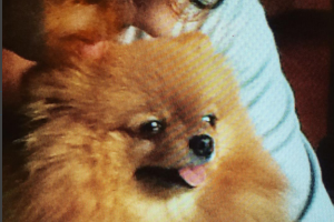 Шпиц Аллы Пугачевой может стать самой популярной собакой в Инстаграме