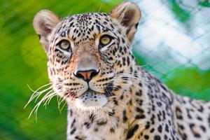 Леопард напал на школу в Индии: 6 человек ранены