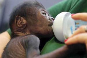 В Англии 12 человек принимали роды у гориллы 