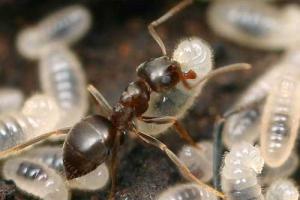 В Индии медики обнаружили гнездо муравьев в голове у 12-летней девочки 